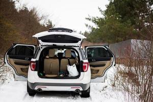 Car suv with open doors and trunk stand in winter forest. photo