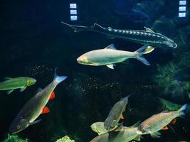 freshwater river fish under water in the aquarium photo