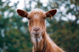 hermosa marrón cabra retrato en el granja foto
