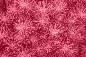 Natural plant background in color 2023 viva magenta. Trendy color of 2023. Monochrome background photo