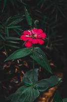 blanco común zinnia, elegante zinnia flor en el jardín con oscuro antecedentes foto