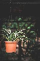 cactus in flower pot, flower in the garden photo