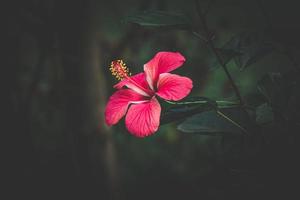 hibisco rosa, China rosa, hawaiano hibisco, Rosa malva flor en el jardín, selectivo atención foto