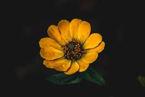 un amarillo zinnia en oscuro fondo, foto