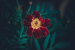 French marigold flower in the garden photo