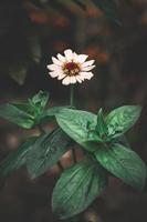 blanco común zinnia, elegante zinnia flor en el jardín con oscuro antecedentes foto