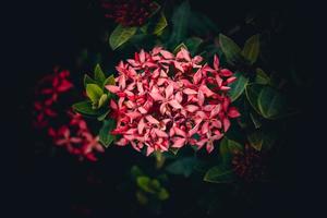 chino ixora, ixora chinensis, Oeste indio jazmín flor en el jardín foto