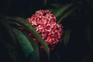 Chinese ixora, Ixora chinensis, West Indian Jasmine flower in the garden photo