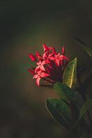 Jungle geranium, Ixora coccinea, West Indian Jasmine flower in the garden photo