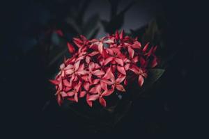 Chinese ixora, Ixora chinensis, West Indian Jasmine flower in the garden photo