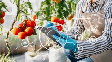 inteligente granjero utilizando solicitud por tableta conceptos moderno vegetales y tomate a invernadero. y visual icono. foto