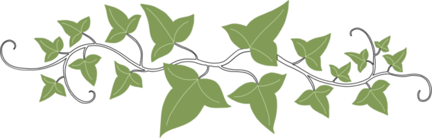 Simplicity ivy freehand drawing png