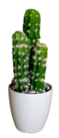 Cactus isolated object png