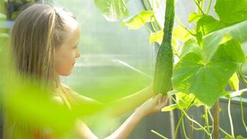 Cute little girl collects crop cucumbers and tomatos in greenhouse video