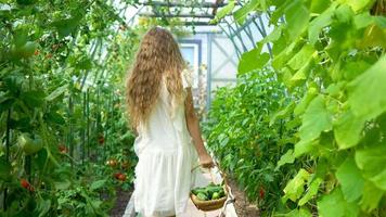 Adorable little girl harvesting cucumbers and tomatoes in greenhouse. video