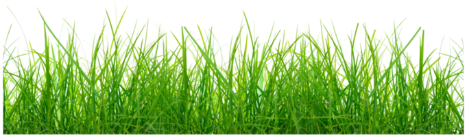 grön gräs för dekorativ png