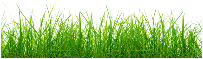 vert herbe pour décoratif png