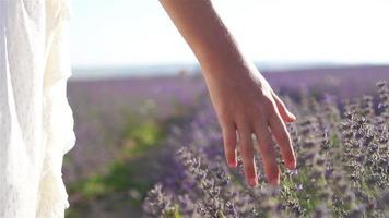 Sonnenuntergang über einem violetten Lavendelfeld im Freien video