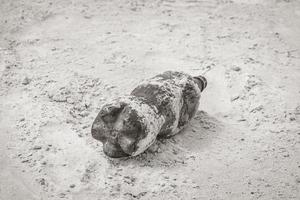 Plastic bottle stranded washed up garbage pollution on beach Brazil. photo