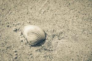 Mussels Shells on beach sand Botafogo Rio de Janeiro Brazil. photo