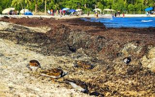 playa del carmen quintana roo mexico 2021 lavandera agachadiza lavanderas pájaro aves comiendo sargazo en playa México. foto