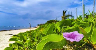 Pink purple morning glory Goats foot creeping beach flower Mexico. photo