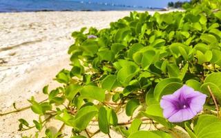 Pink purple morning glory Goats foot creeping beach flower Mexico. photo