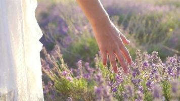 solnedgång över en violett lavendel- fält utomhus video