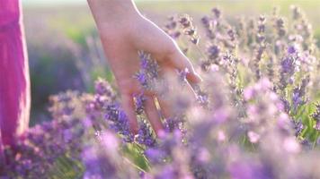 solnedgång över en violett lavendel- fält utomhus video