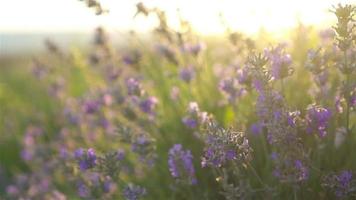 zonsondergang over- een paars lavendel veld- buitenshuis video
