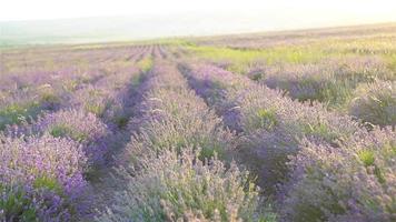 filles dans le champ de fleurs de lavande au coucher du soleil en robe blanche video