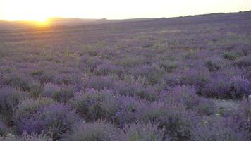 solnedgång över en violett lavendel- fält utomhus video