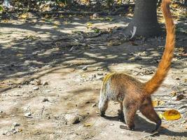 Coati looking for food on the floor in Tulum Mexico. photo