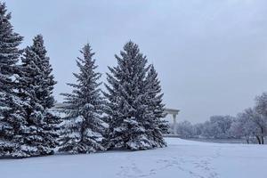 Snowy frosty fir branches. Snowy winter background. Natural forest light landscape. Snowfall. A beautiful tall tree and a rising sky. photo