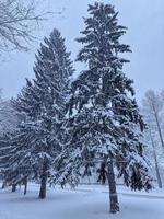 Nevado escarchado abeto sucursales. Nevado invierno antecedentes. natural bosque ligero paisaje. nevada. un hermosa alto árbol y un creciente cielo. foto