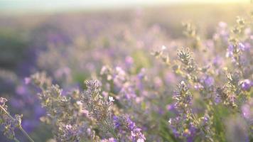 Sonnenuntergang über einem violetten Lavendelfeld im Freien video