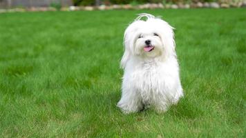 white puppy outdoor looking at camera video