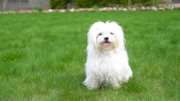 white puppy outdoor looking at camera video