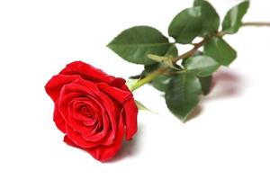 Beautiful red rose. Congratulatory background by St. Valentine's Day photo