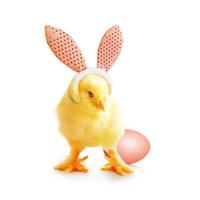 Little cute newborn baby chick for Easter celebration. photo