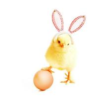 Little cute newborn baby chick for Easter celebration. photo