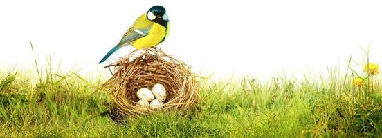 Great tit sitting on a tree branch in spring weather photo