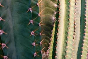 Close up Green Cactus Tree Background. Selective Focus photo