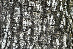 Close up Bark Texture Background. photo