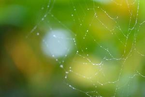 rain drop blurred cobweb natural pattern abstract photo