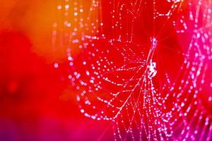 blurred cobweb dew drop rain on web red background photo