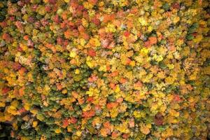 Colgate Lake in Upstate New York during peak fall foliage season. photo