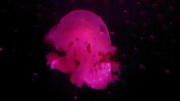 das ziehen um Qualle Show ist sehr schön beim Wasserwelt Aquarium, Ancol, Norden Jakarta. Sie können sehen Qualle ziehen um langsam im ein Aquarium Tube mit Ändern farbig Beleuchtung.