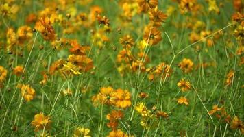 hermosa amarillo cosmos flor campo.. video