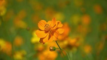 lindo amarelo cosmos flor campo.. video